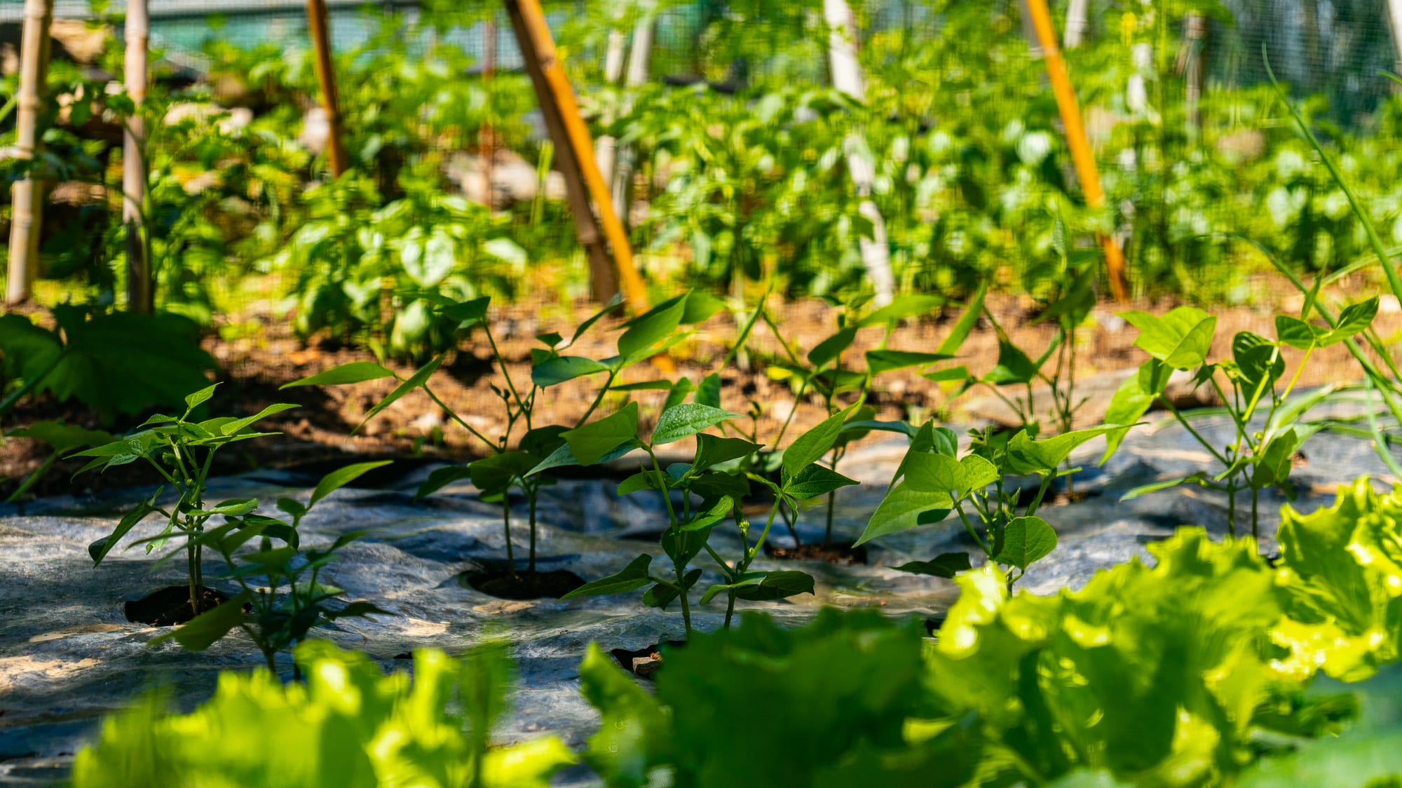 Azienda Agricola